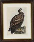 SELBY Prideaux John Cinerous Eagle, Young SELBY Prideaux John Cinerous Eagle, Young