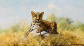 SHEPHERD David Leopard SHEPHERD David Leopard