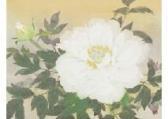 SHIMOTORI Shinobu Camellia SHIMOTORI Shinobu Camellia