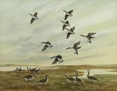 SHORTT Angus Henry Geese In Flight And Ducks In Flight SHORTT Angus Henry Geese In Flight And Ducks In Flight