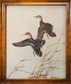 SHORTT Angus Henry Rising Blackducks SHORTT Angus Henry Rising Blackducks