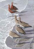 SINGER Arthur Two Bar-tailed Godwits And Four Curlews Wading SINGER Arthur Two Bar-tailed Godwits And Four Curlews Wading