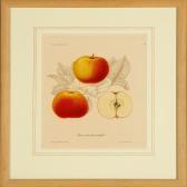 SJOBERG Henriette Botanical Motifs SJOBERG Henriette Botanical Motifs