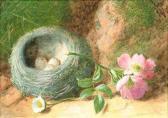 SLATER Charles Henry Still Lifes Of A Birds Nest On A Mossy Bank SLATER Charles Henry Still Lifes Of A Birds Nest On A Mossy Bank