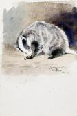 SOPER Eileen Alice Study Of A Badger SOPER Eileen Alice Study Of A Badger
