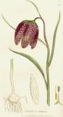 SOWERBY James English Botany SOWERBY James English Botany