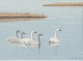 STEARNS Stanley Cygnets STEARNS Stanley Cygnets