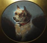 STEELE Mary E. A Portrait Study Of A Terrier Dog STEELE Mary E. A Portrait Study Of A Terrier Dog