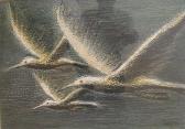 STEENS IVO Oiseaux STEENS IVO Oiseaux