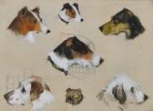 STEVENSON Tom Terrier Studies STEVENSON Tom Terrier Studies