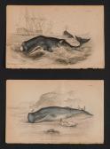 STEWART James The Spermaceti Whale STEWART James The Spermaceti Whale