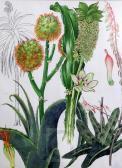 STEYNING EVERARD Barbara Mary Wild Flowers Of The World STEYNING EVERARD Barbara Mary Wild Flowers Of The World