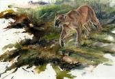 STONE John Cougar STONE John Cougar