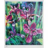 STRONG Brett Livingstone Irises STRONG Brett Livingstone Irises