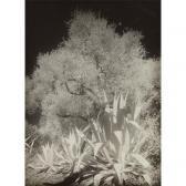TABARD Maurice Oliviers Et Agaves, Infra-rouge No. Ii TABARD Maurice Oliviers Et Agaves, Infra-rouge No. Ii