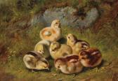 TAIT Arthur Fitzwilliam Chicks TAIT Arthur Fitzwilliam Chicks
