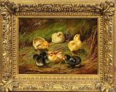 TAIT Arthur Fitzwilliam Chicks TAIT Arthur Fitzwilliam Chicks