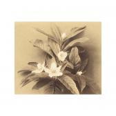TEPE Richard Flower Still Life TEPE Richard Flower Still Life