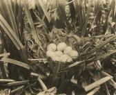 TEPE Richard Group Of 10 Images Of Bird Nests And Eggs. TEPE Richard Group Of 10 Images Of Bird Nests And Eggs.