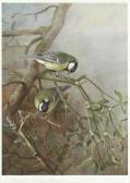 THORBURN Archibald A Collection Of Bird Prints THORBURN Archibald A Collection Of Bird Prints