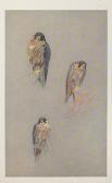 THORBURN Archibald A Naturalist's Sketch Book THORBURN Archibald A Naturalist's Sketch Book
