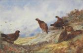 THORBURN Archibald Red Grouse On A High Moor THORBURN Archibald Red Grouse On A High Moor