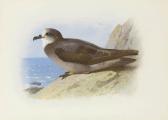 THORBURN Archibald Storm Petrel THORBURN Archibald Storm Petrel