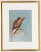 THORBURN Archibald The White-tailed Eagle THORBURN Archibald The White-tailed Eagle