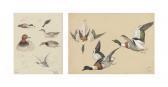 THORBURN Archibald Three Sheets Of Studies Of Wild Duck, Including Shoveller, Pochard, Pintail And Shelduck THORBURN Archibald Three Sheets Of Studies Of Wild Duck, Including Shoveller, Pochard, Pintail And Shelduck