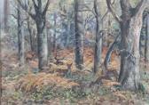 TINNE Esme Dorothea Fallow Deer In Alice Holt TINNE Esme Dorothea Fallow Deer In Alice Holt