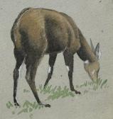 TINNE Esme Dorothea Studyof A Muntjac Deer Watercolour 14 X 13cm Study Of A Young Muntjac TINNE Esme Dorothea Studyof A Muntjac Deer Watercolour 14 X 13cm Study Of A Young Muntjac