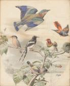 TRAVIES Edouard Composition Aux Oiseaux Exotiques TRAVIES Edouard Composition Aux Oiseaux Exotiques