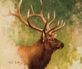TUCKER Smith Bull Elk Head TUCKER Smith Bull Elk Head
