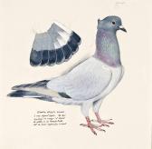 TUNNICLIFFE Charles Frederick Berner Spiegel Schanz TUNNICLIFFE Charles Frederick Berner Spiegel Schanz