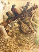 TURNER TED Cock And Hen Pheasant In Woodland Amongst Logs And Burdock TURNER TED Cock And Hen Pheasant In Woodland Amongst Logs And Burdock