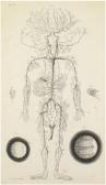 VAN DER GUCHT M. Planche D'anatomie VAN DER GUCHT M. Planche D'anatomie