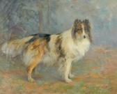 van vredenburgh C.L. Collie van vredenburgh C.L. Collie