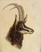 VANE Louis Antelope VANE Louis Antelope