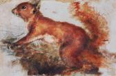 VERNON William Henry Study Of A Red Squirrel VERNON William Henry Study Of A Red Squirrel