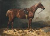 VOLKERS Emil Stallion VOLKERS Emil Stallion