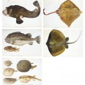 von SCHEIDEL Franz Anton A Folio Volume Of Watercolours Of Fish von SCHEIDEL Franz Anton A Folio Volume Of Watercolours Of Fish