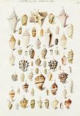 von SCHEIDEL Franz Anton A Study Of Shells von SCHEIDEL Franz Anton A Study Of Shells