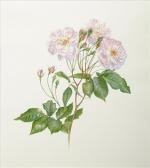 WATKINS Jane Blush Noisette WATKINS Jane Blush Noisette