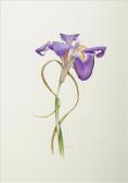 WATKINS Jane Iris And Stem WATKINS Jane Iris And Stem