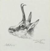 WEIDINGER Hubert "gamsgaiskopf" WEIDINGER Hubert "gamsgaiskopf"