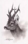WEIDINGER Hubert "rehbockhaupt" WEIDINGER Hubert "rehbockhaupt"