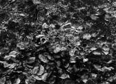 WEIDNER Andreas Leaf Study WEIDNER Andreas Leaf Study