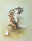 WELCH Vic Male Marsh Harrier And Two Chicks WELCH Vic Male Marsh Harrier And Two Chicks