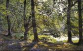 WENNERWALD Emile August Theodor Nel Bosco WENNERWALD Emile August Theodor Nel Bosco