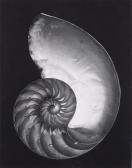 WESTON Edward Nautilus Shell (cross-section) WESTON Edward Nautilus Shell (cross-section)